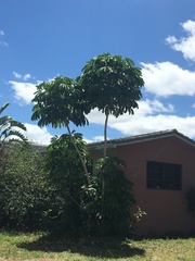 Heptapleurum actinophyllum