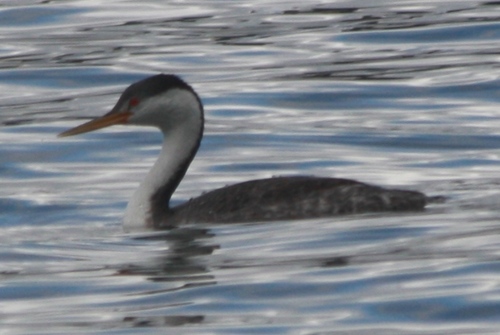 Aechmophorus clarkii