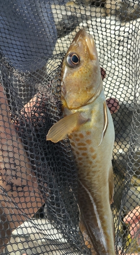 Atlantic Cod