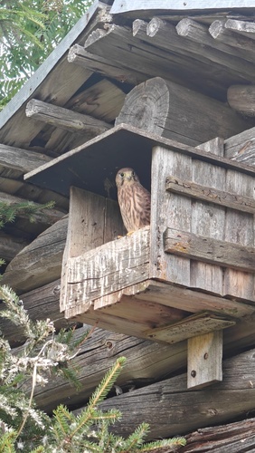 Eurasian Kestrel