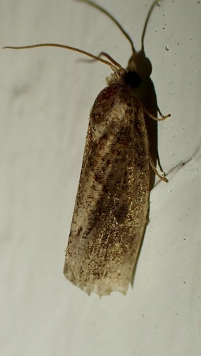 Koa Seedworm photo 5