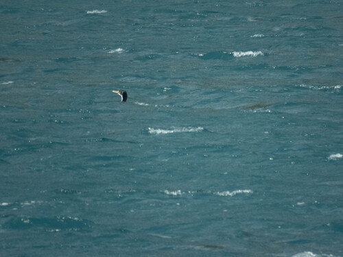 Leucocarbo carunculatus, 2026-06-28