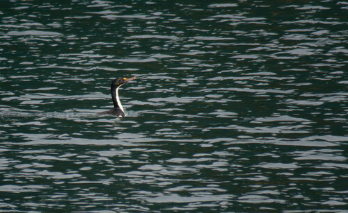 Leucocarbo carunculatus, 2026-06-29