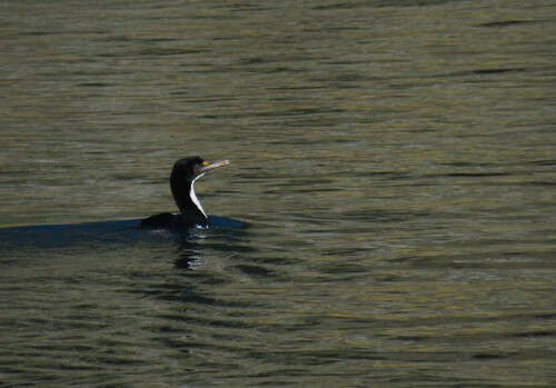Leucocarbo carunculatus, 2026-06-30