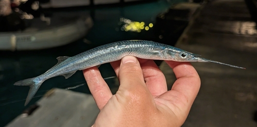 Hyporhamphus acutus observed 2026-04-30