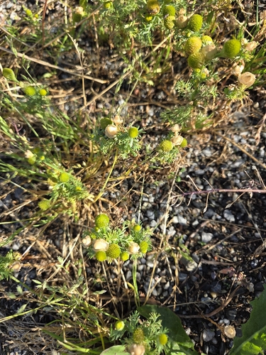 pineapple-weed
