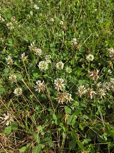 white clover