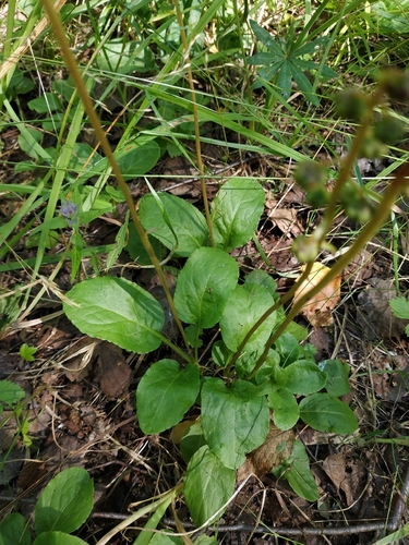 Наблюдение на iNaturalist