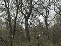 Leiothlypis ruficapilla