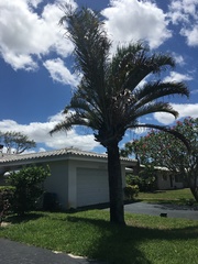 Syagrus romanzoffiana