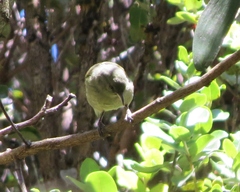 Chlorodrepanis virens virens