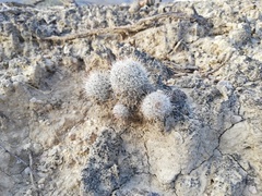Mammillaria haageana meissneri