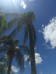 Syagrus romanzoffiana