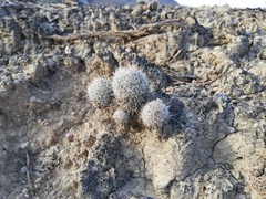 Mammillaria haageana meissneri