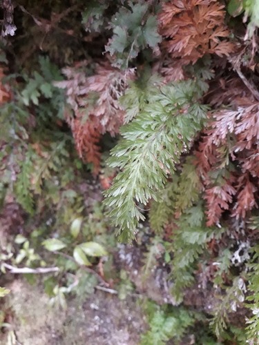 Abrodictyum strictum observed 2026-07-12