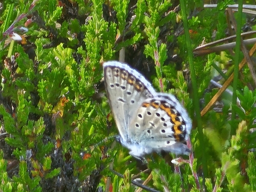 Northern Blue