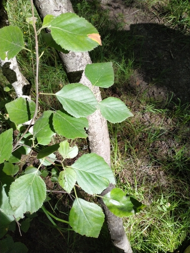 Наблюдение на iNaturalist