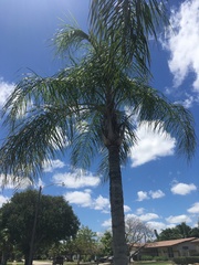 Syagrus romanzoffiana