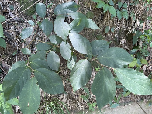 Diospyros oldhamii observed 2026-07-18