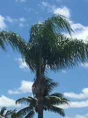 Syagrus romanzoffiana