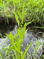 Rumex stenophyllus, photograph (c) Yurii Basov, some rights reserved (CC BY)