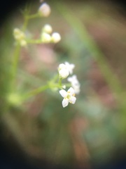 Galium pumilum