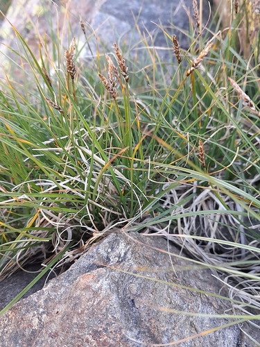 Carex rupestris, photograph 1