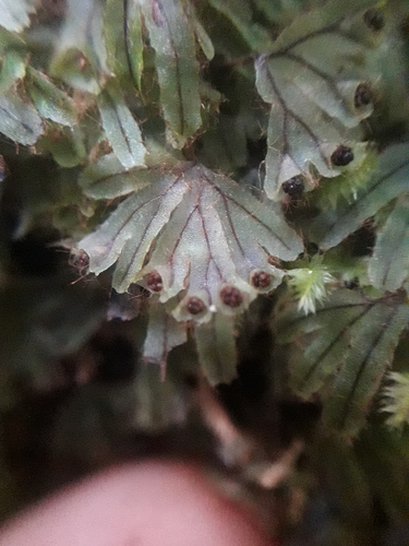 Hymenophyllum lyallii observed 2026-07-12