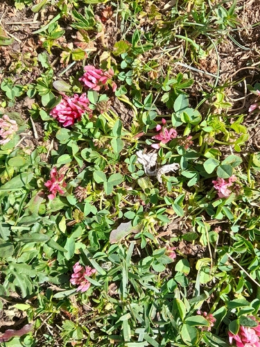 Trifolium thalii, photograph 3