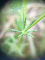 Galium pumilum