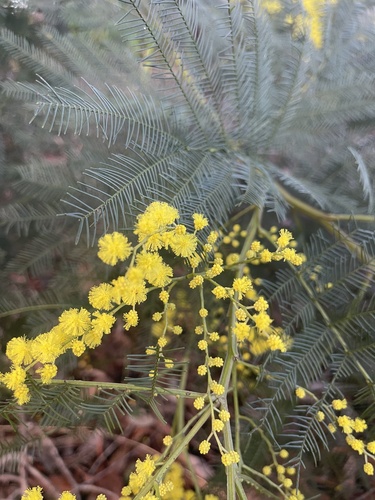Sydney green wattle