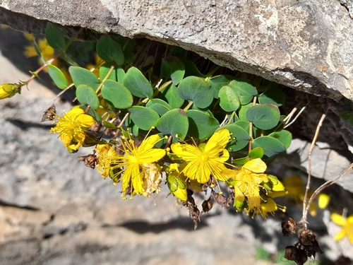 Hypericum nummularium