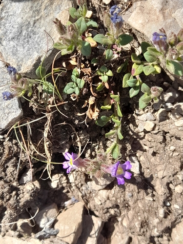 Chaenorhinum origanifolium, photograph 5
