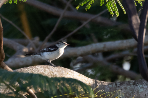 Polynesian Triller (Lalage maculosa), photo 3