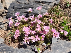 Androsace laggeri
