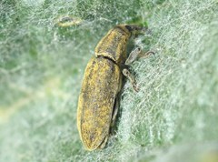 Lixus cardui
