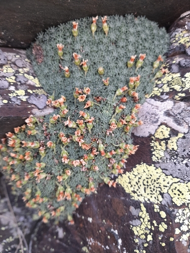Androsace pyrenaica