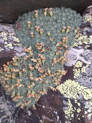 Androsace pyrenaica