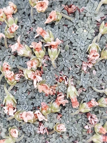 Androsace pyrenaica, photograph 2