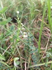 Galium pumilum