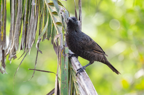 Samoan Starling (Aplonis atrifusca)