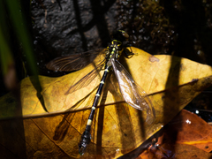 Melligomphus sinicus