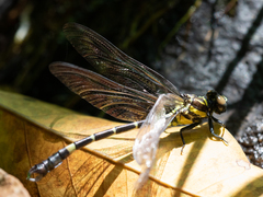 Melligomphus sinicus