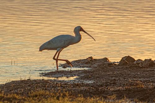 iNaturalist image