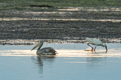 iNaturalist image