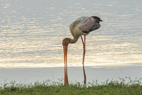 iNaturalist image