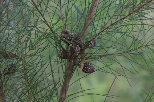 Hakea macraeana