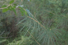 Hakea macraeana, photograph Sofia Zvolanek, CC BY, iNaturalist via GBIF