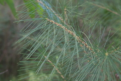 Hakea macraeana, photograph Sofia Zvolanek, CC BY, iNaturalist via GBIF