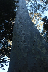 Corymbia maculata, photograph (c) Sofia Zvolanek, some rights reserved (CC BY)